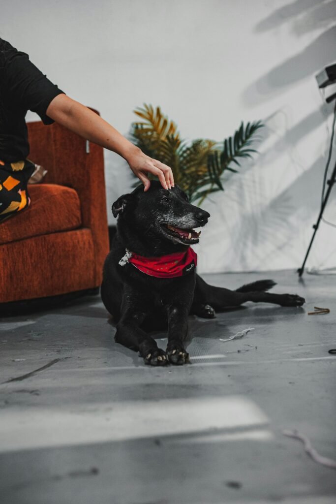 Alergias en perros: tipos, síntomas y cómo identificarlas