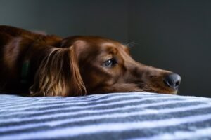 Cómo ayudar a tu perro con ansiedad por separación