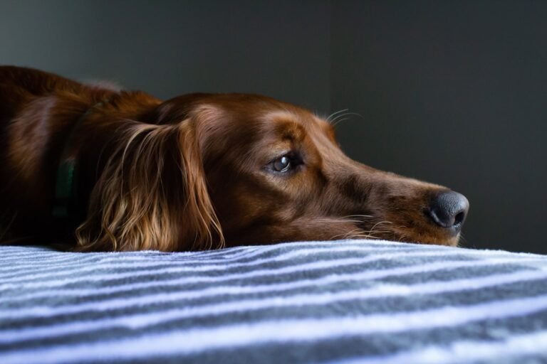 Cómo ayudar a tu perro con ansiedad por separación