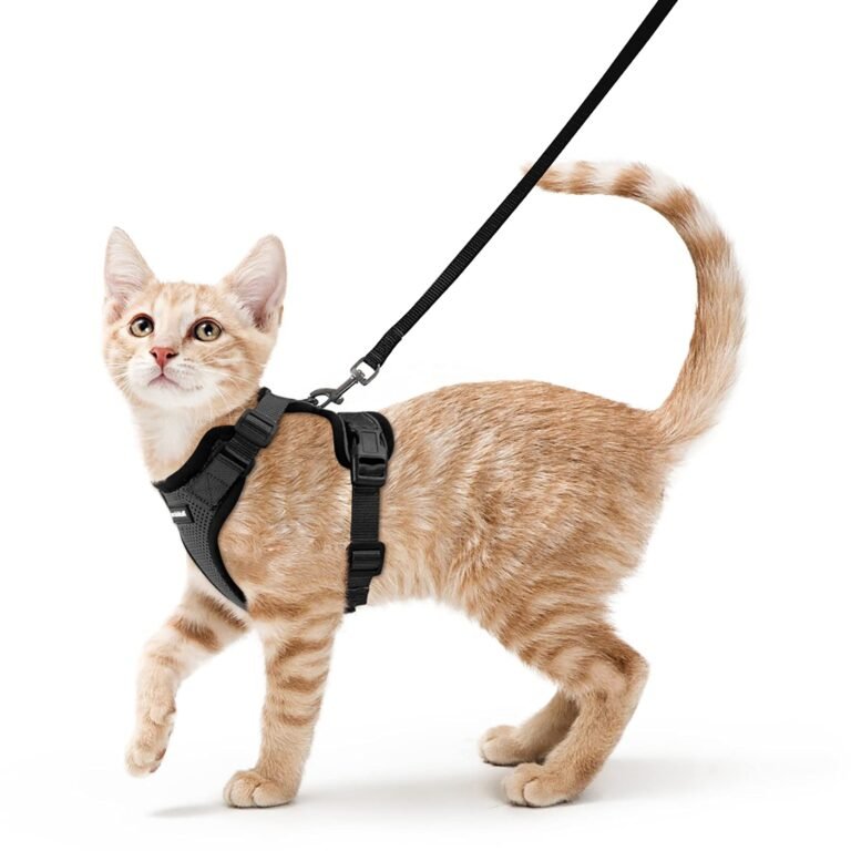 Mejores arneses para gatos