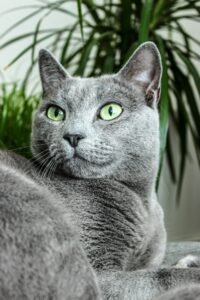 Gato Azul Ruso: carácter, cuidados, alimentación y salud