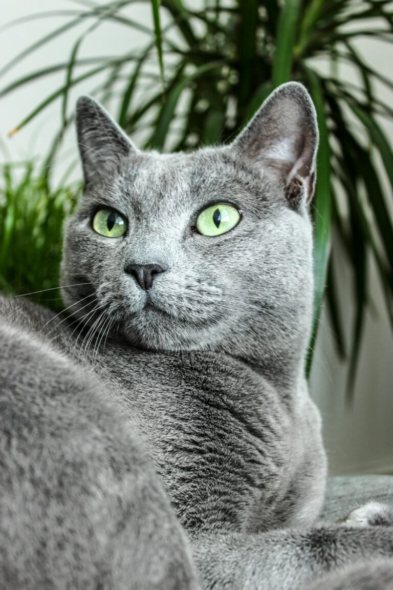 Gato Azul Ruso: carácter, cuidados, alimentación y salud