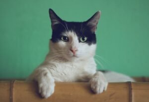 ¿Para qué sirven los bigotes de los gatos? Mucho más que un adorno