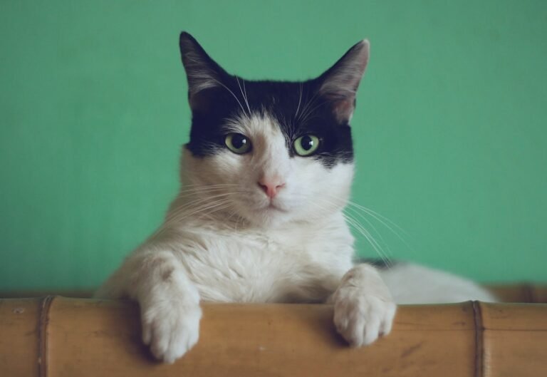 ¿Para qué sirven los bigotes de los gatos? Mucho más que un adorno