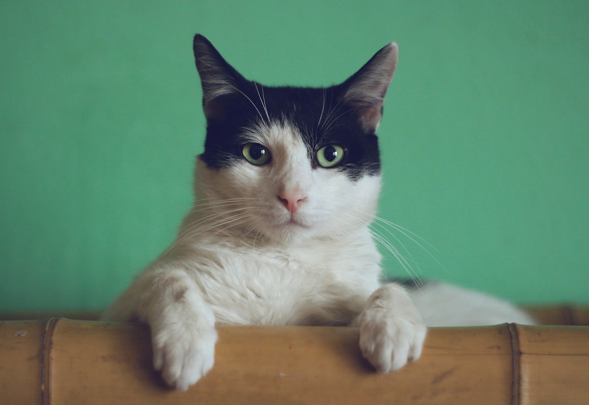 bigotes de gato en primer plano