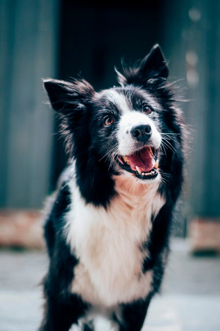Border Collie: carácter, cuidados, alimentación y salud