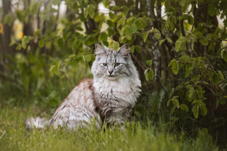 Gato de Bosque de Noruega: carácter, cuidados, alimentación y salud