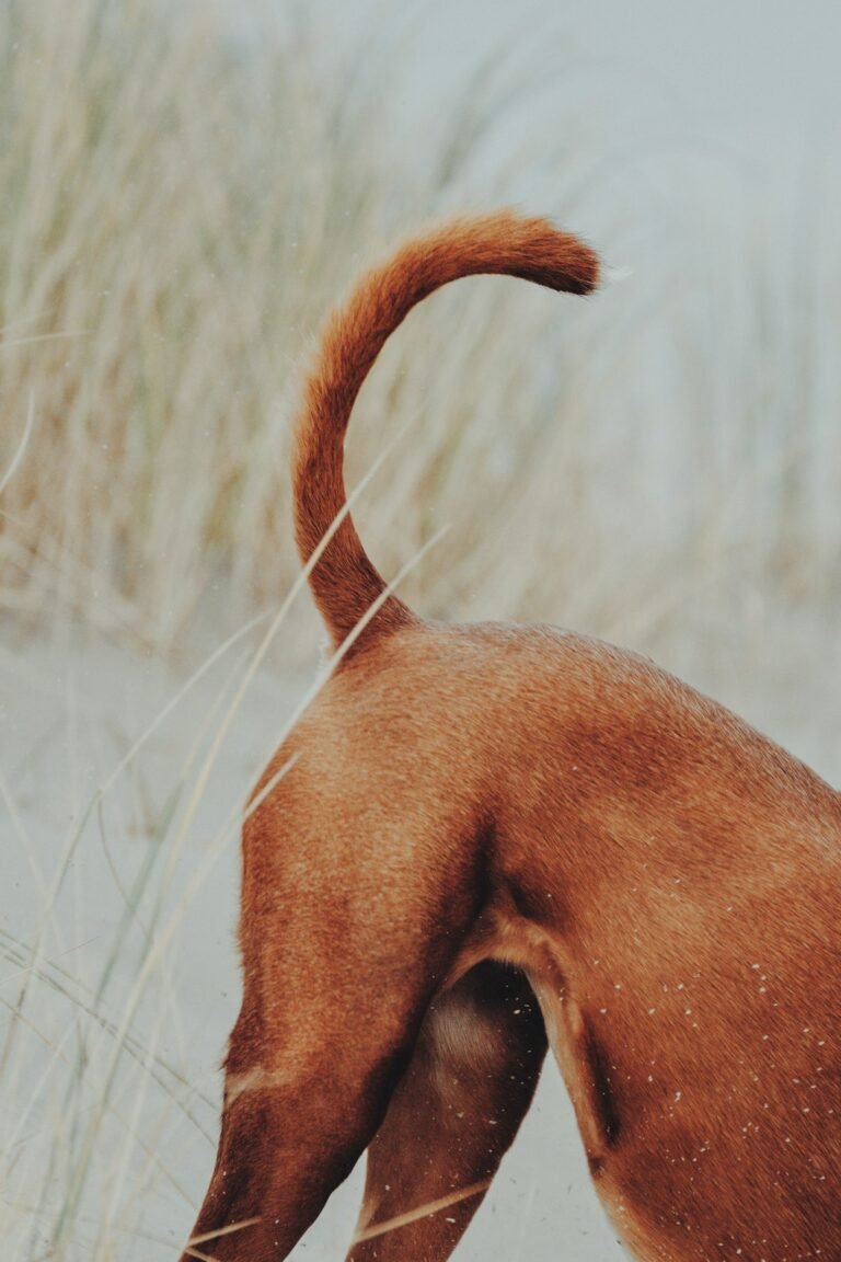 ¿Por qué los perros mueven la cola?