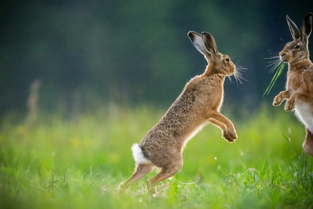 Conejo dando un salto de felicidad en el campo