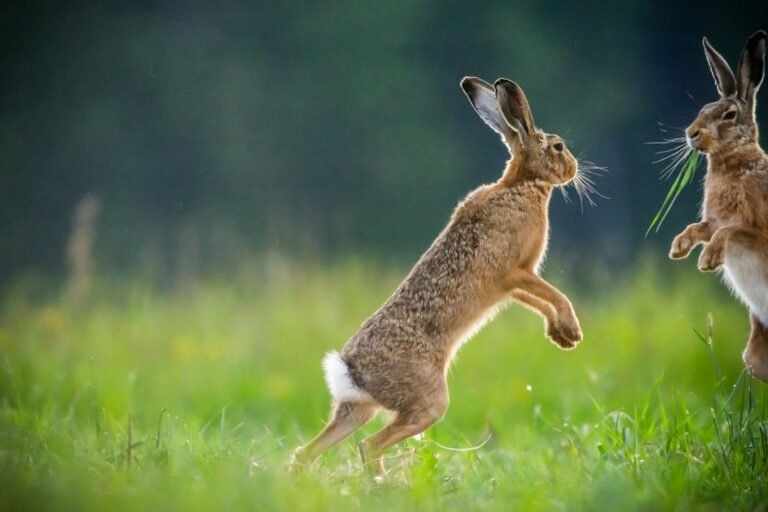 Conejo dando un salto de felicidad en el campo