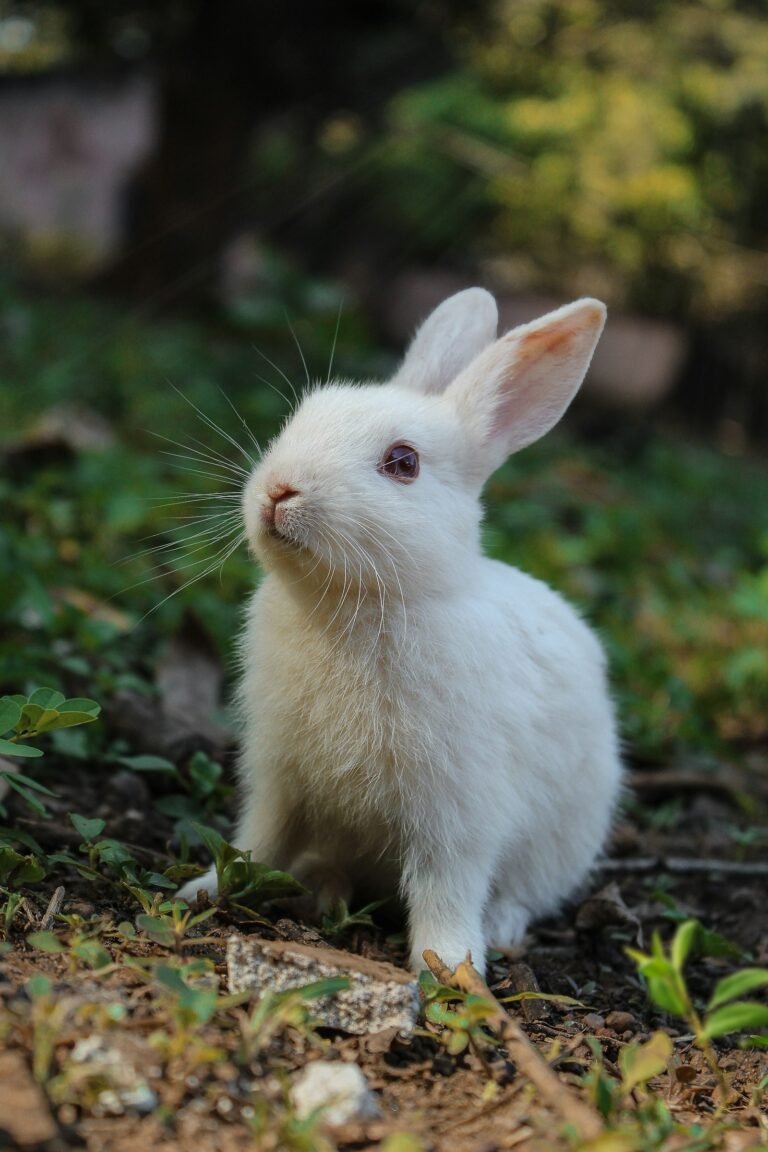 Conejo blanco en el jardin - imagen destacada