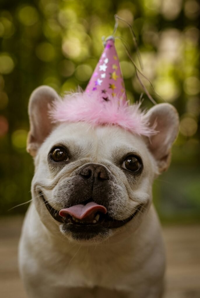 Como celebrar el cumpleanos de tu mascota