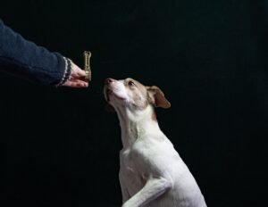Errores comunes al educar a un cachorro