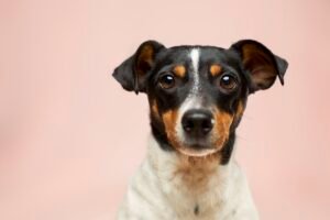 Senales de estres en perros y como calmarlos