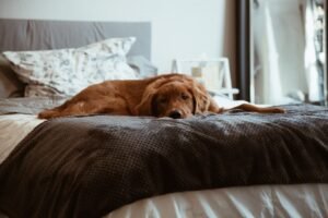 Perro solo en casa sin ansiedad por separacion