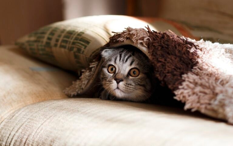 Mejores cuevas y casetas de interior para gatos