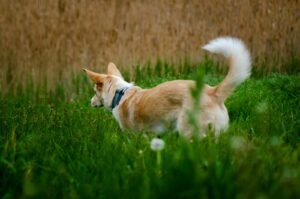 ¿Por qué los perros persiguen su propia cola?
