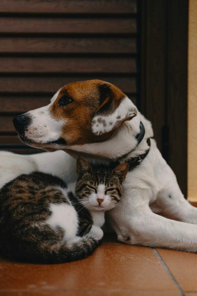 ¿Sueñan los perros y los gatos? La ciencia detrás de sus sueños