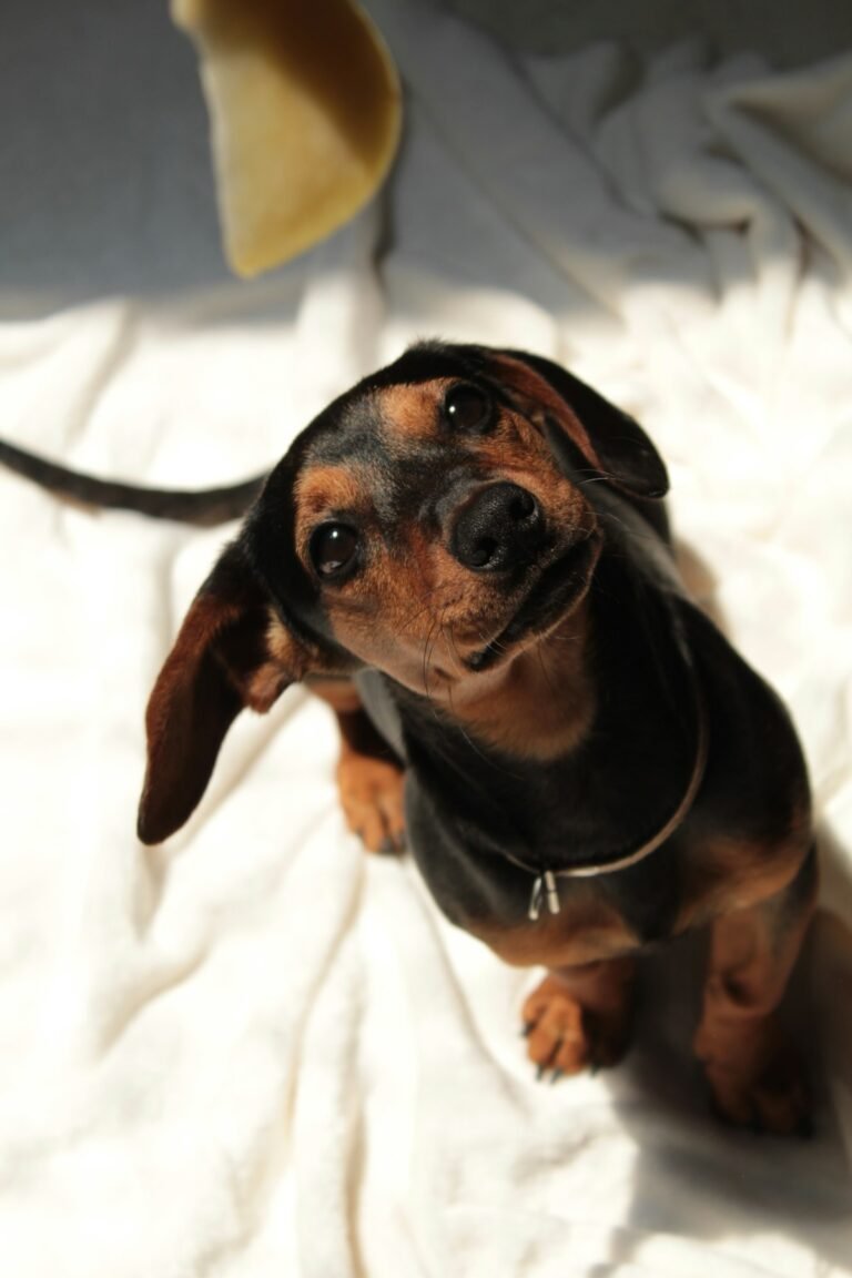 Dachshund (Perro Salchicha): carácter, cuidados, alimentación y salud