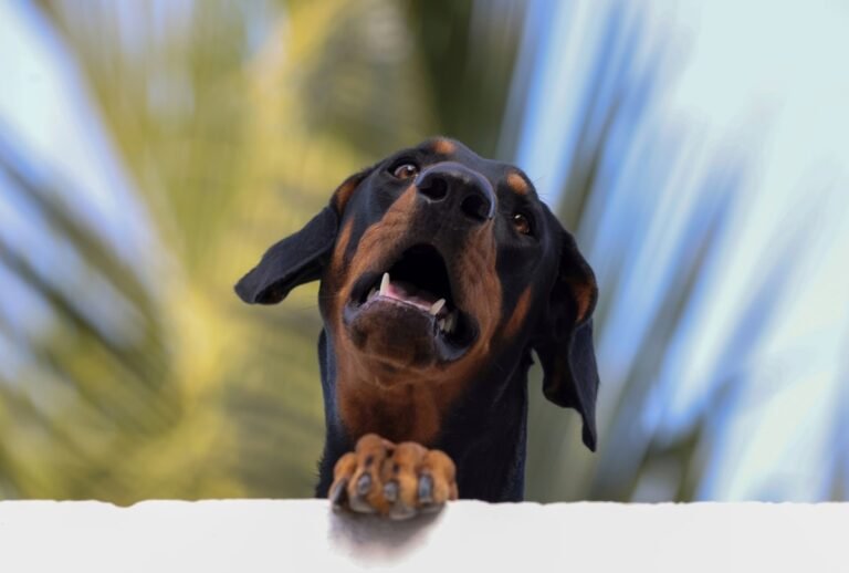 Doberman: carácter, cuidados, alimentación y salud