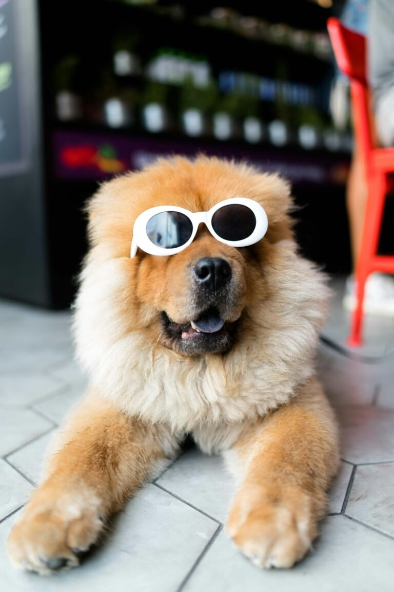 Mejores gafas de sol con protección UV para perros