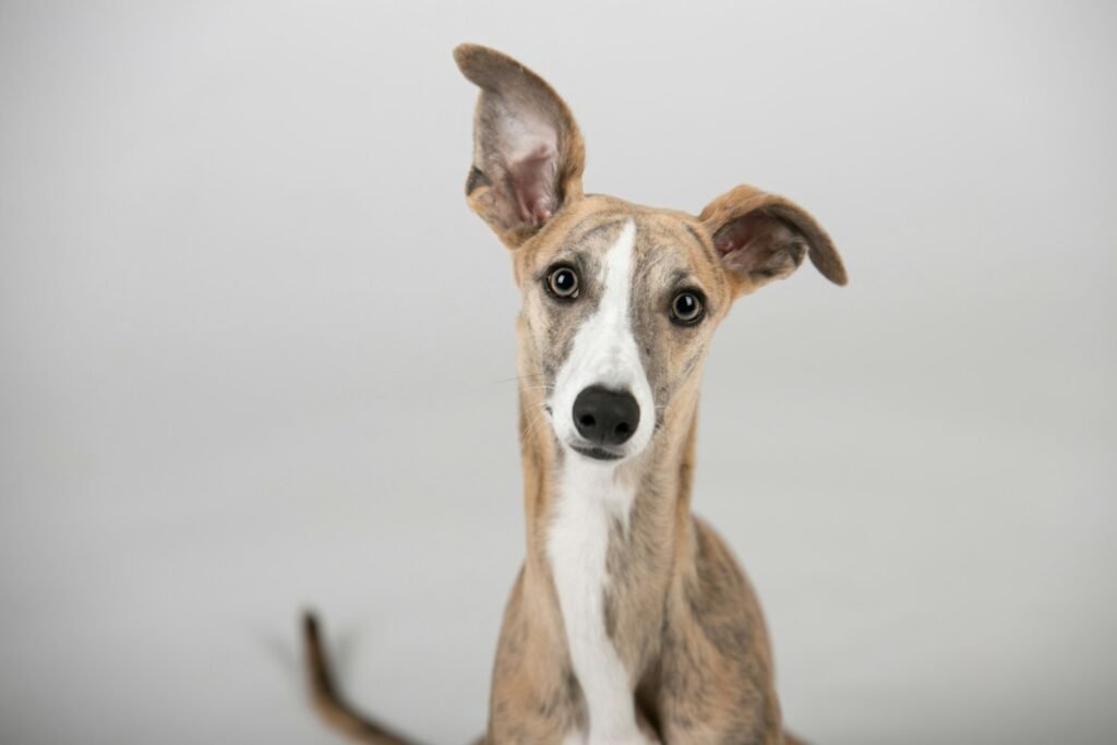 Galgo Español: carácter, cuidados, alimentación y salud