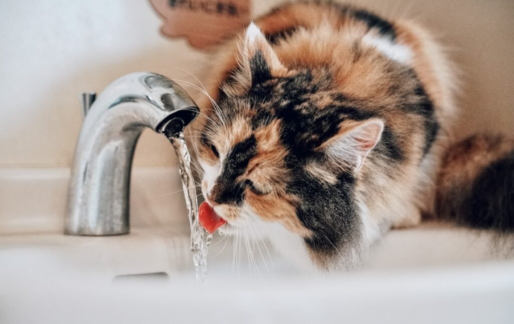 Cómo refrescar a tu gato en verano: 8 trucos que funcionan