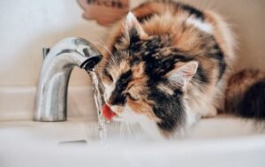 Cómo refrescar a tu gato en verano: 8 trucos que funcionan