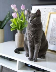 Gato British Shorthair: carácter, cuidados, alimentación y salud