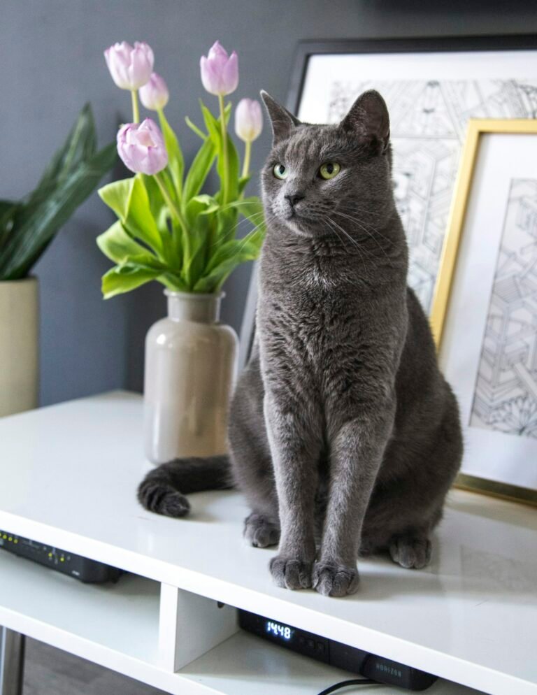 Gato British Shorthair: carácter, cuidados, alimentación y salud