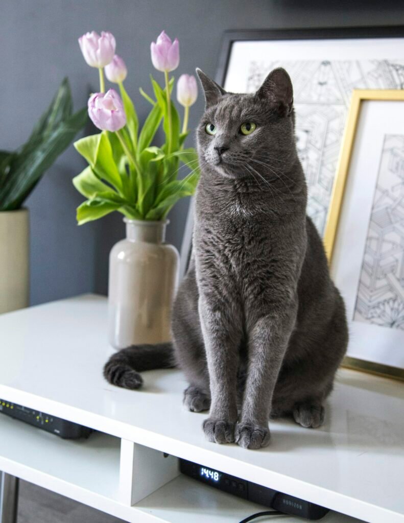 Gato British Shorthair: carácter, cuidados, alimentación y salud