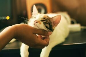 Gato frotando la cabeza contra la mano de su dueno - imagen destacada