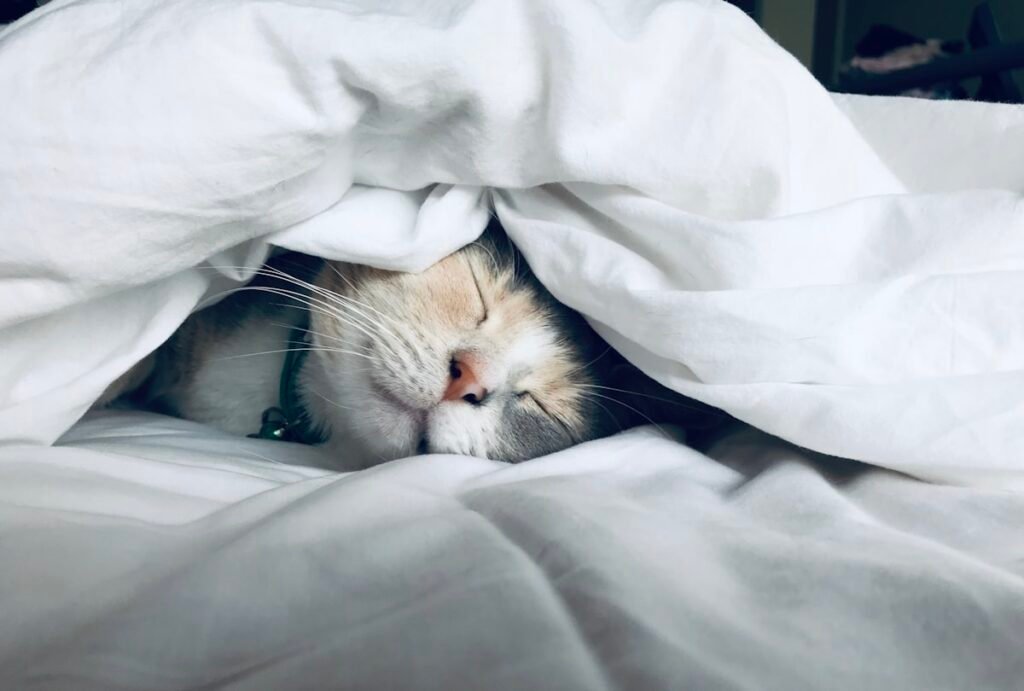 Por que los gatos duermen tantas horas al dia