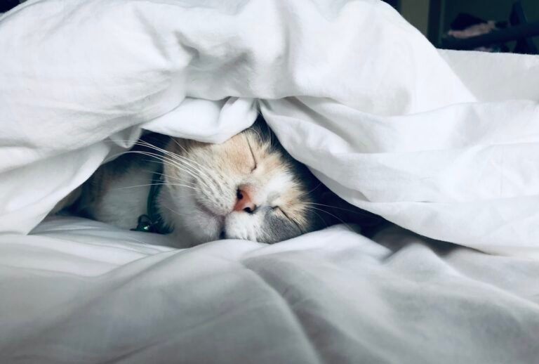 Por que los gatos duermen tantas horas al dia