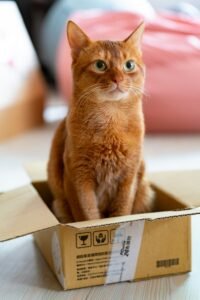¿Por qué a los gatos les encantan las cajas de cartón? La curiosa ciencia detrás de esta obsesión