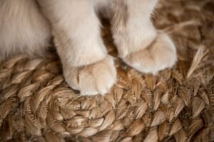 Primer plano de las patas de un gato blanco apoyadas sobre una alfombra de fibra natural
