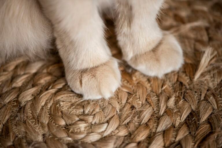 Primer plano de las patas de un gato blanco apoyadas sobre una alfombra de fibra natural