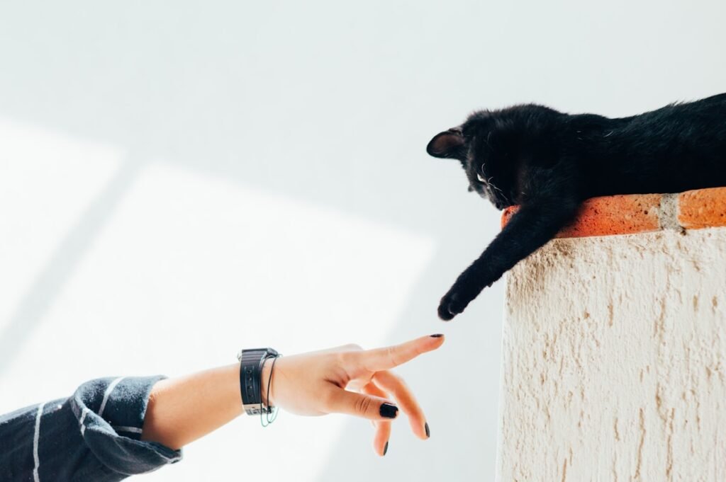 Como evitar que tu gato rasque los muebles