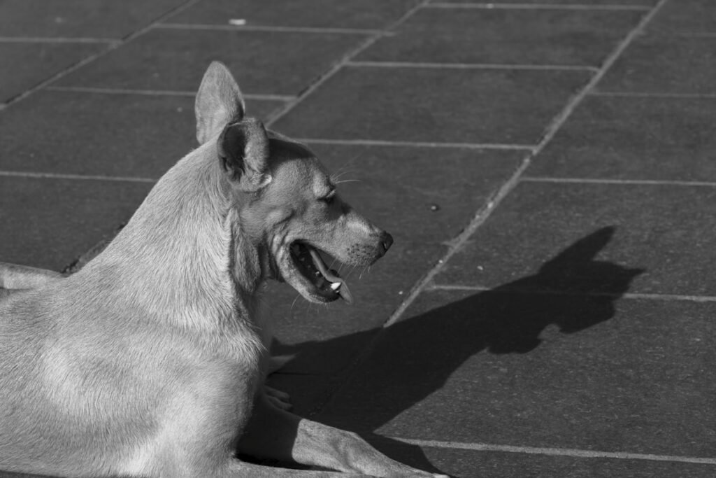 Golpe de calor en perros: síntomas, cómo actuar y cómo prevenirlo