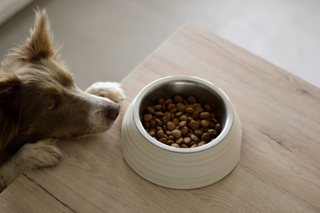 Alergia e intolerancia alimentaria en mascotas