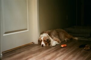 Ansiedad por separacion en perros