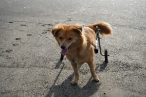 Cuidados para una mascota con discapacidad