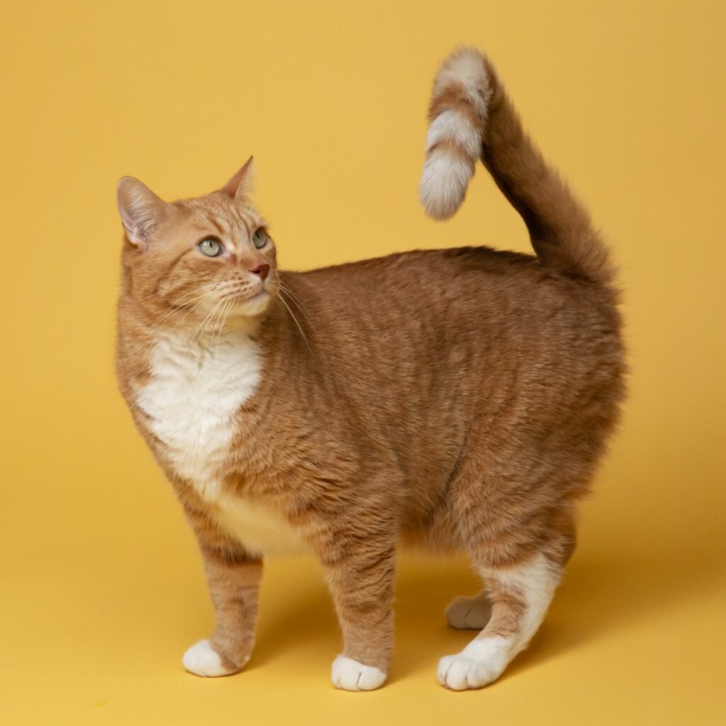 Lenguaje corporal del gato y su cola