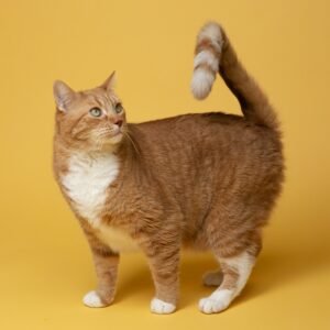 Lenguaje corporal del gato y su cola