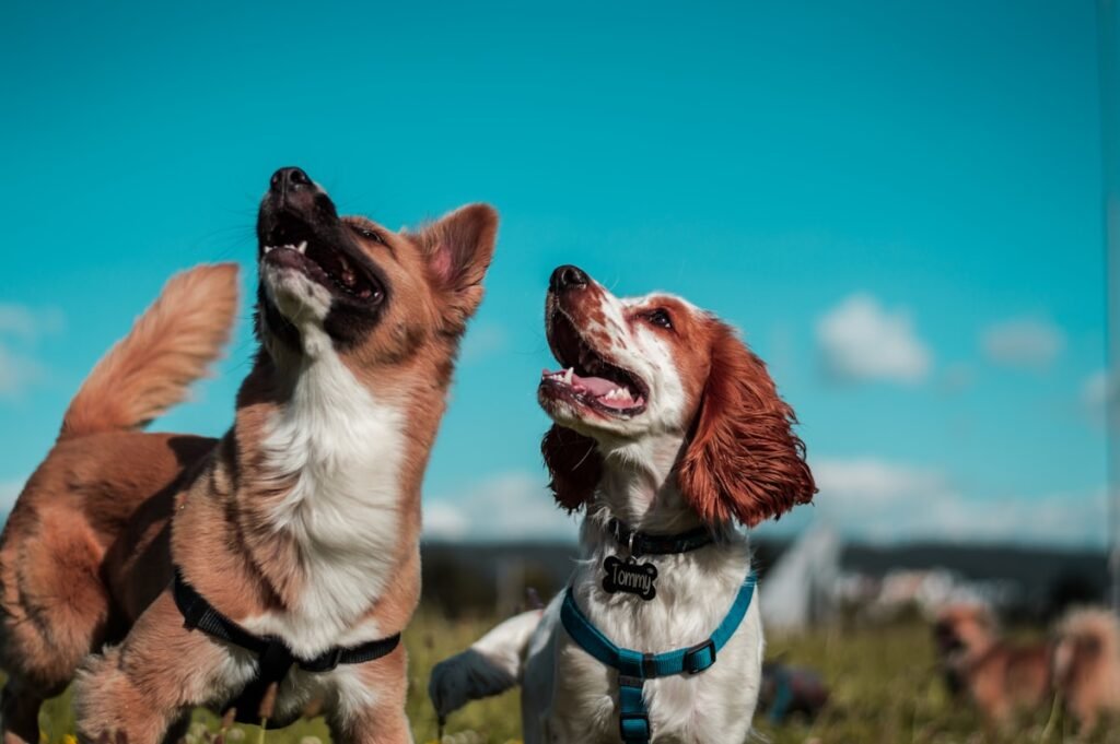Lenguaje corporal del perro: como interpretarlo