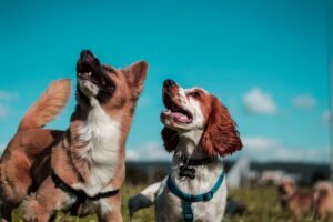 Lenguaje corporal del perro: como interpretarlo