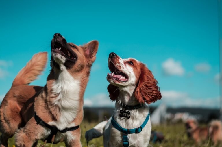 Lenguaje corporal del perro: como interpretarlo
