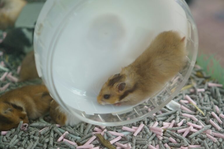 Hamster corriendo dentro de una rueda de ejercicio transparente