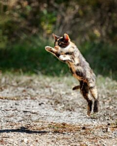 Gato saltando ágilmente en el aire, mostrando su equilibrio y reflejos