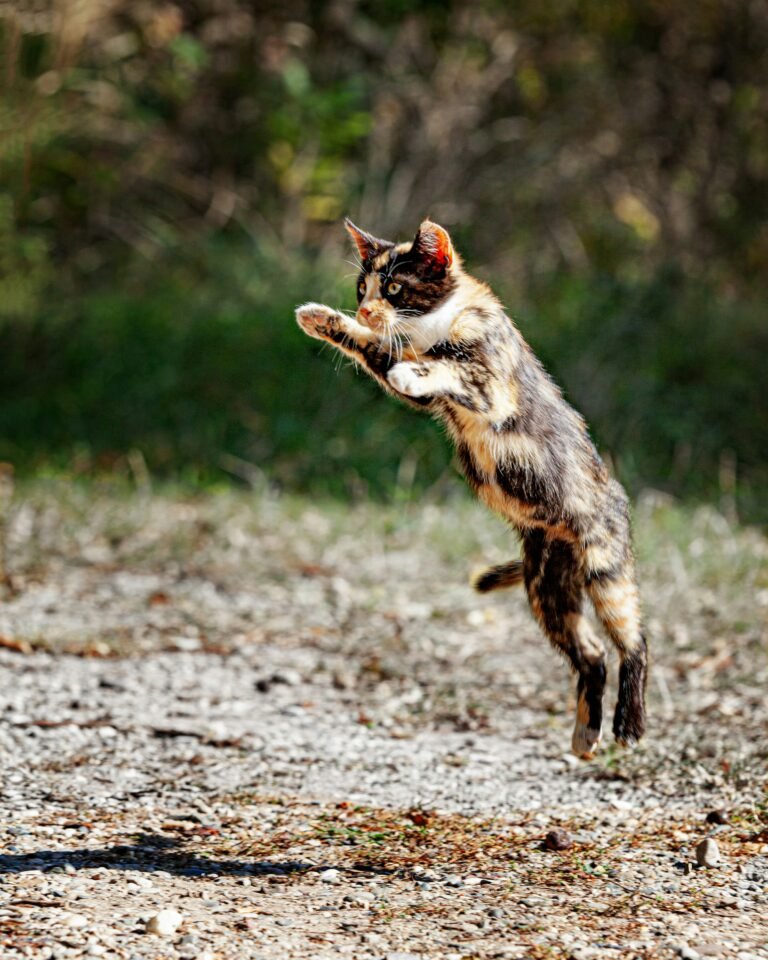Gato saltando ágilmente en el aire, mostrando su equilibrio y reflejos